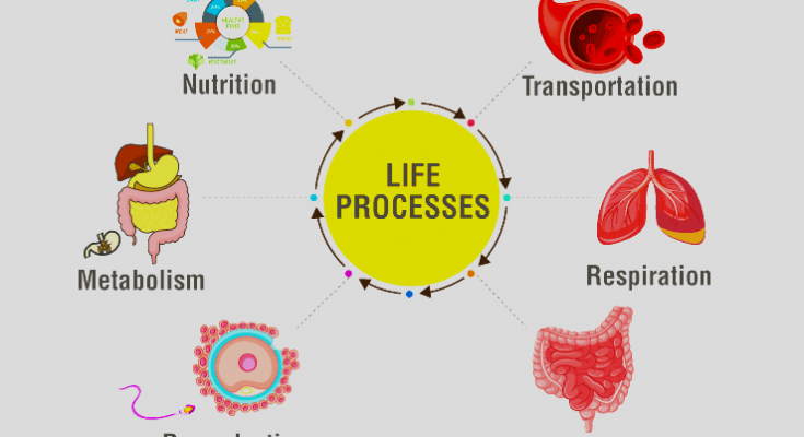 Define Life Processes Class 10 Ncert