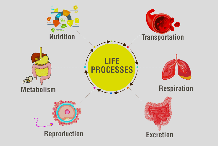 assignment on life processes class 10