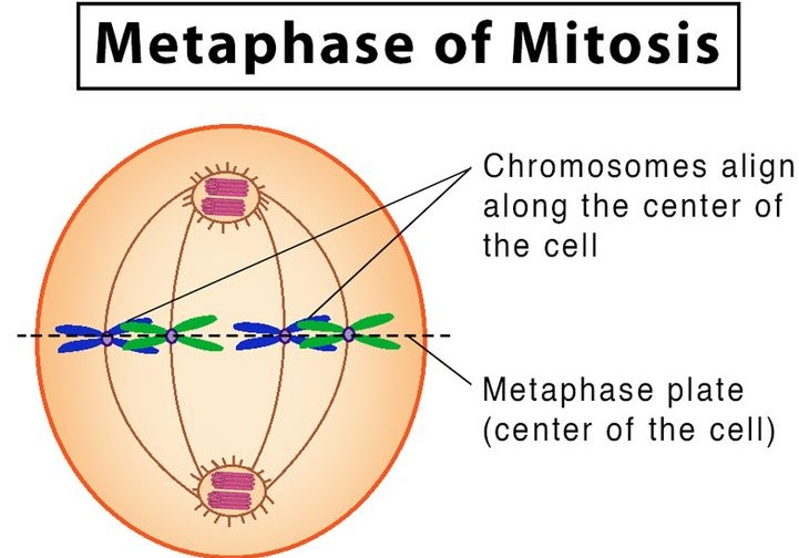 Mitosis Stages with Labeled Diagram- Metaphase