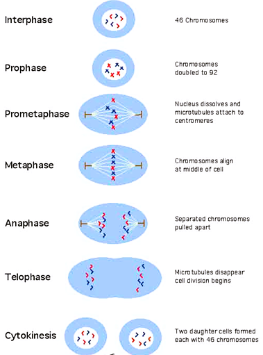 Cell Division Class 9- Mitosis Diagram