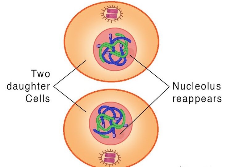 Mitosis Stages with Labeled Diagram-New cells