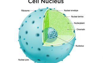 Nucleus- Definition , Structure, Characteristics and Functions explained for Class 9th