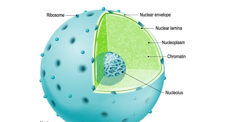 Nucleus- Definition , Structure, Characteristics and Functions explained for Class 9th
