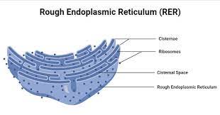 Endoplasmic Reticulum Types - Endoplasmic Reticulum Class 9 - Definition , Location , Structure , 2 Types and Functions