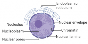 Nucleus- Definition , Structure, Characteristics and Functions - Class ...