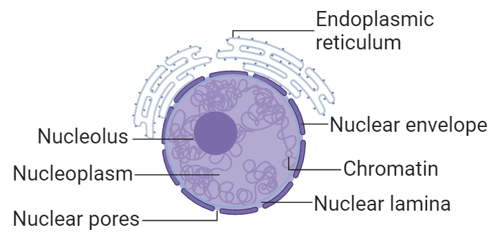 Nucleus- Definition , Structure, Characteristics and Functions - Class 9