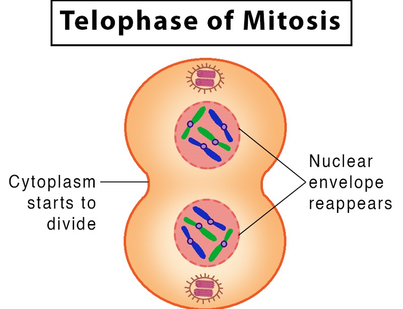 Mitosis Stages with Labeled Diagram- Telophase