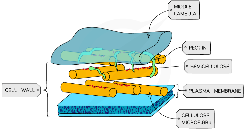 what-is-cell-wall-class-9-cbse-class-notes-online-classnotes123