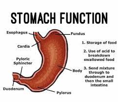 9 Important Function of Stomach in Digestive System
