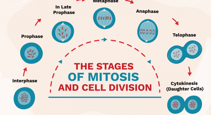 Mitosis Explained with Diagram