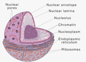 7 Important Functions of Nucleus - Class 9 - CBSE Class Notes Online ...