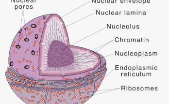5 Important Functions of Nucleus - Class 9