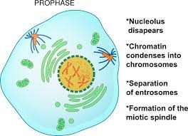 Mitosis Stages with Labeled Diagram - Prophase