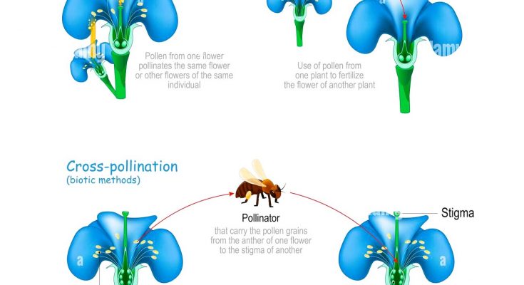 explain the difference between self pollination and cross pollination