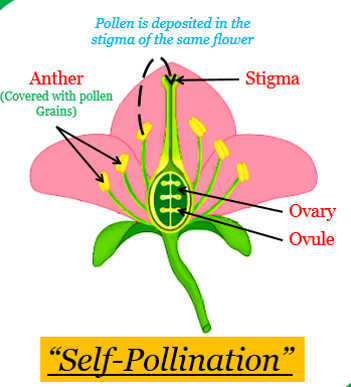 differentiate between self pollination and cross pollination
