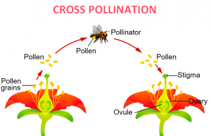 16 Important Differences between Cross Pollination and Self Pollination ...