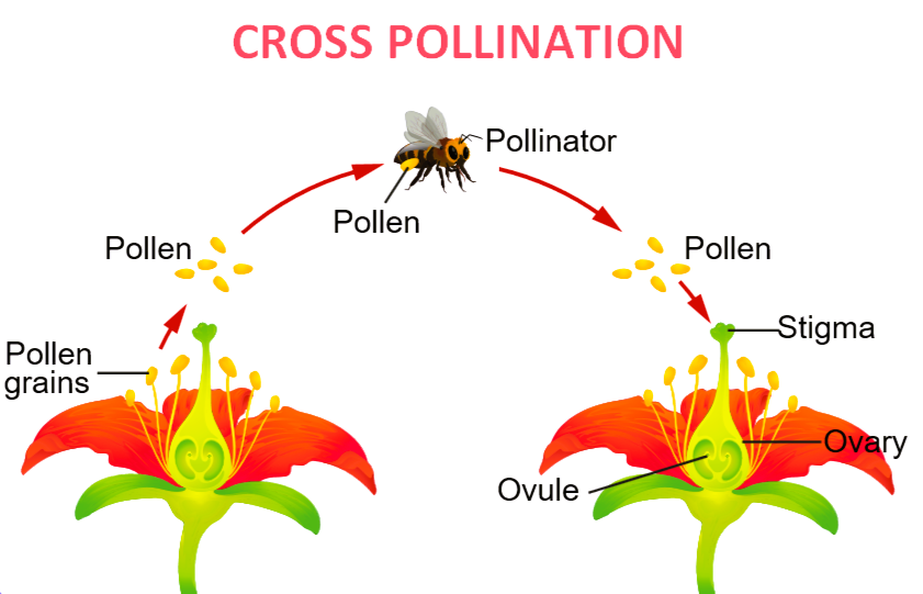 explain the difference between cross pollination and self pollination
