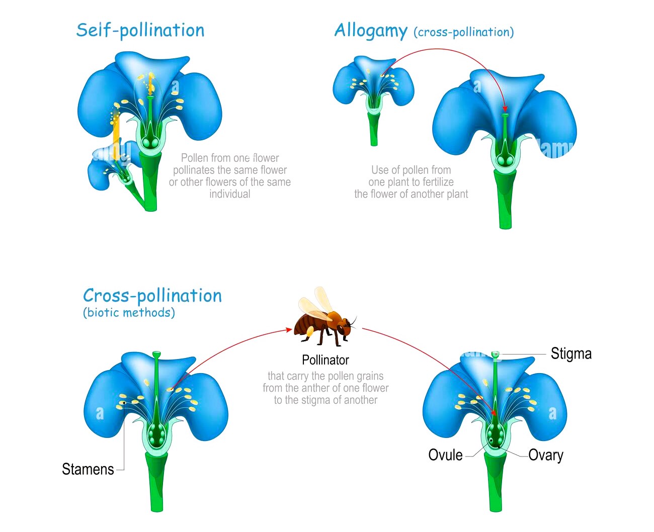 Name 2 Main Agents Of Pollination