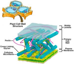 3 Layers of Cell Wall - CBSE Class Notes Online - Classnotes123