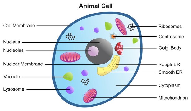 What is the Difference between Plant Vacuoles and Animal Vacuoles? - CBSE  Class Notes Online - Classnotes123