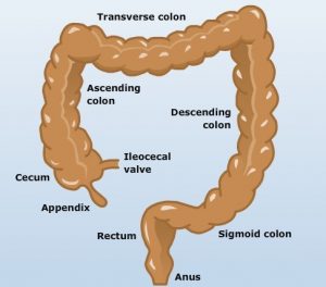 Short note on Large Intestine - CBSE Class Notes Online - Classnotes123