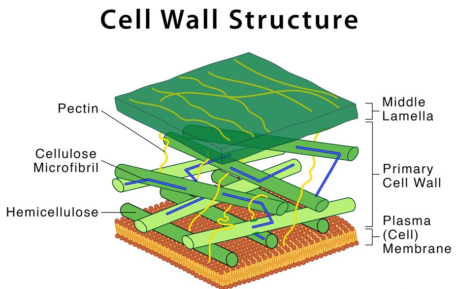 Cell Wall - Structure , Composition , Location , Significance , Functions and Differences