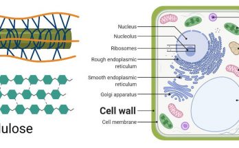 What is Cell wall made up of?