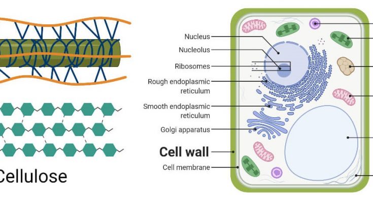 What is Cell wall made up of?