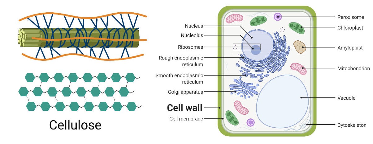 What Is Cell Wall Made Up Of CBSE Class Notes Online Classnotes123