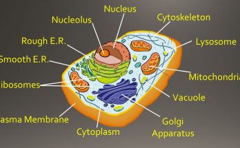 9 Important Difference Between Golgi Bodies and Mitochondria