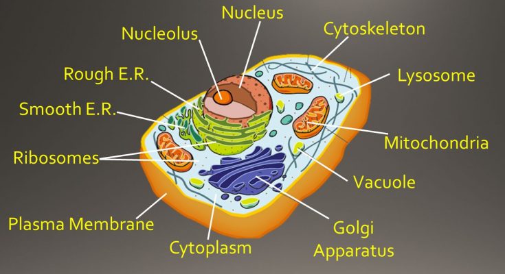 9 Important Difference Between Golgi Bodies and Mitochondria