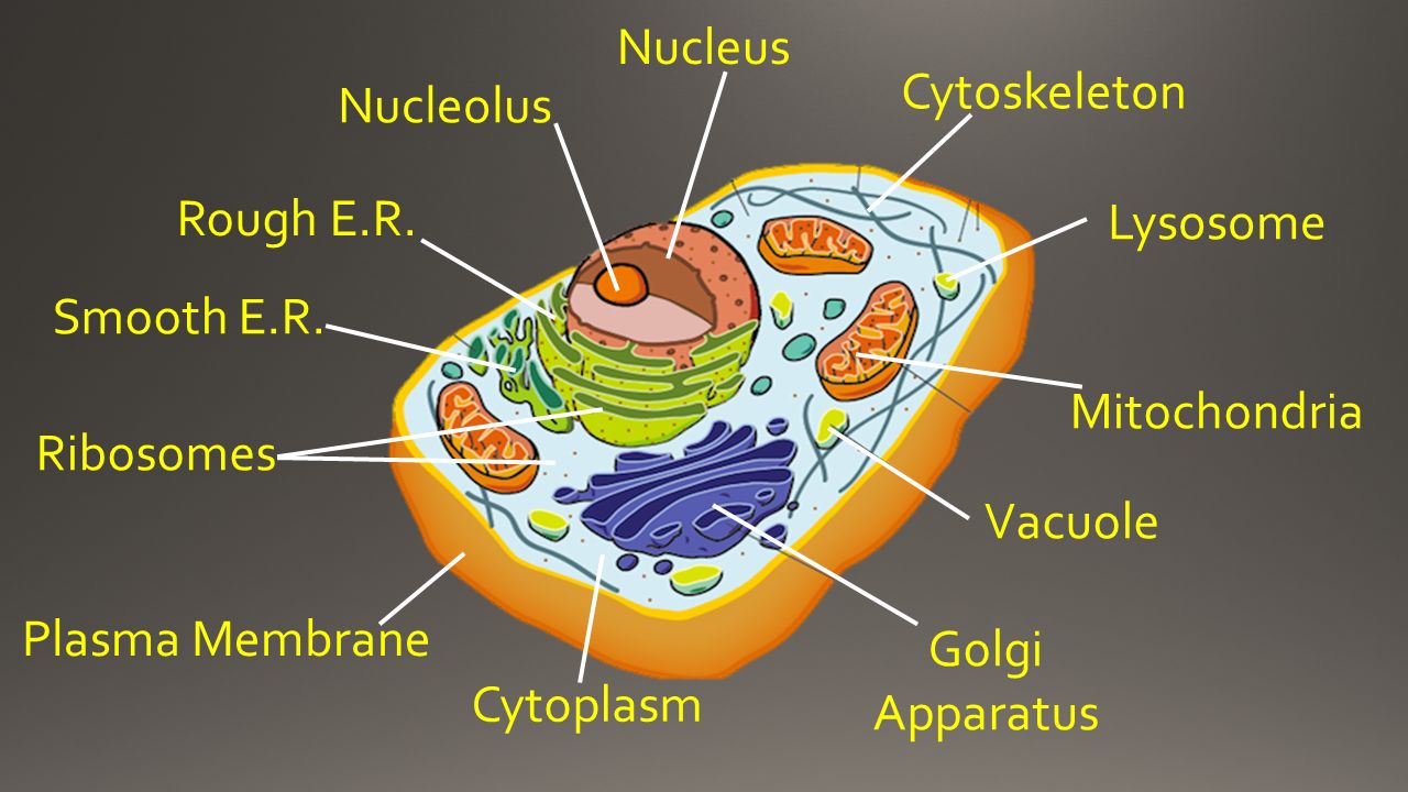 What Is The Relationship Between Rough Er And Golgi Body