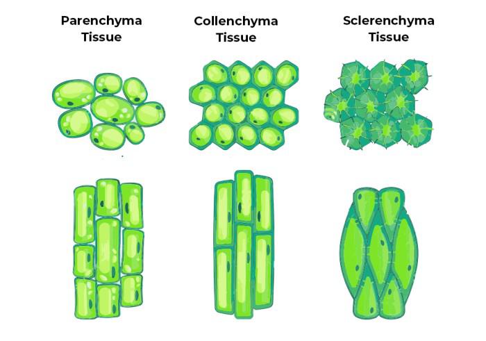 Types Of Permanent Cells