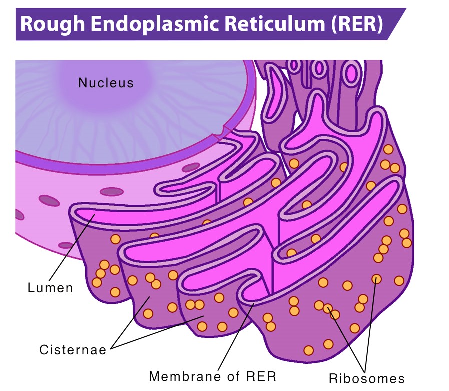 6 Important Difference between Rough and Smooth Endoplasmic Reticulum