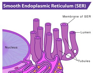 9 Important Difference between Rough and Smooth Endoplasmic Reticulum ...