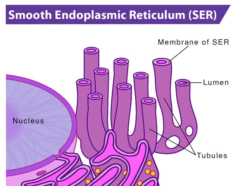 6 Important Difference between Rough and Smooth Endoplasmic Reticulum