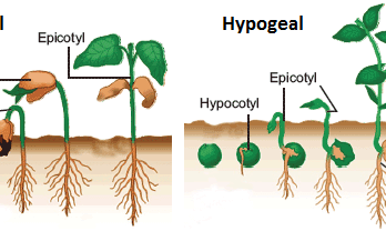 8 Important Differences between Epigeal and Hypogeal Germination