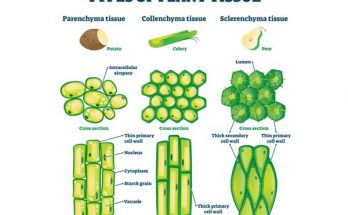 Differentiate between Parenchyma , Collenchyma and Sclerenchyma on the basis of their Cell Wall.- class 9