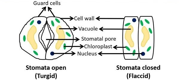 What is Guard Cells ? Definition,Location, Structure Function and Diagram of Guard Cells