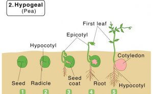 Types Of Germination Of Seed - CBSE Class Notes Online - Classnotes123