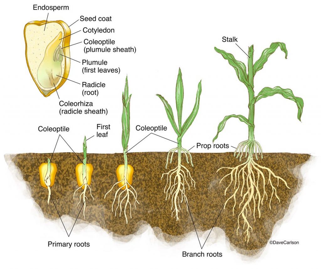 seed-germination-cross-section-vector-illustration-in-stages-vectormine