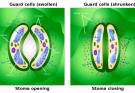 Mechanism of opening and Closing of the Stomata explained in details with the theories