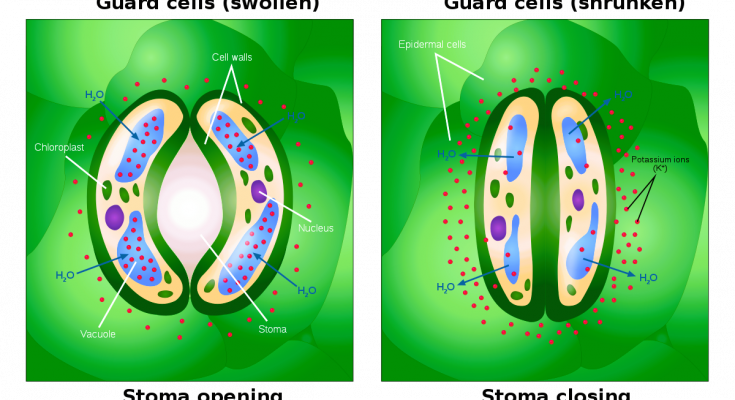 Mechanism of opening and Closing of the Stomata explained in details with the theories