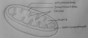 Mitochondria Class 9 - Definition ,Structure, Location, Functions ...