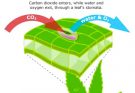 What is the Function of the Stomata ?