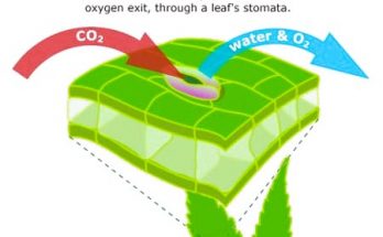 What is the Function of Stomata ?