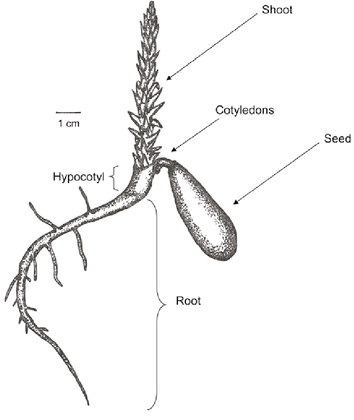 germinating seeds diagram