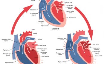 What is Cardiac Cycle ? - Short Answer