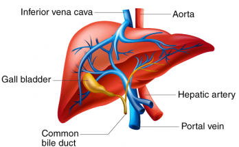 write Short Note on Liver