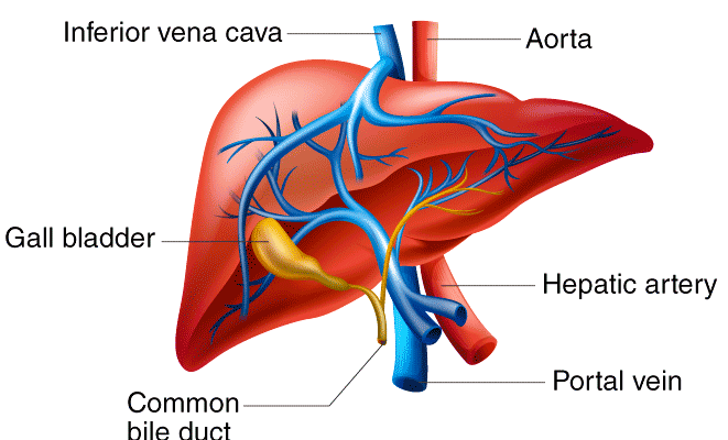 write Short Note on Liver